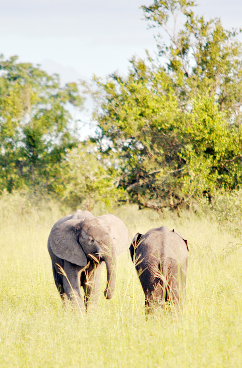 baby-elephants