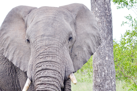 elephant-up-close
