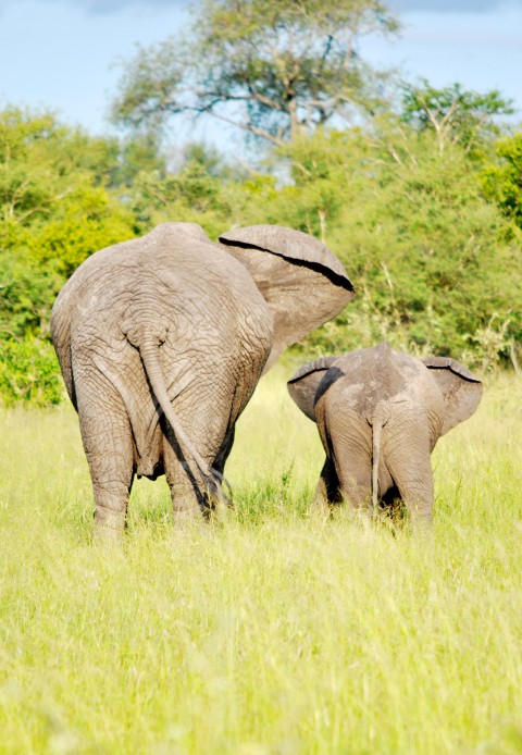 mom-baby-elephant