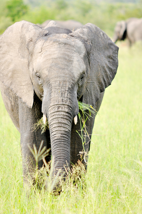 south-african-elephant