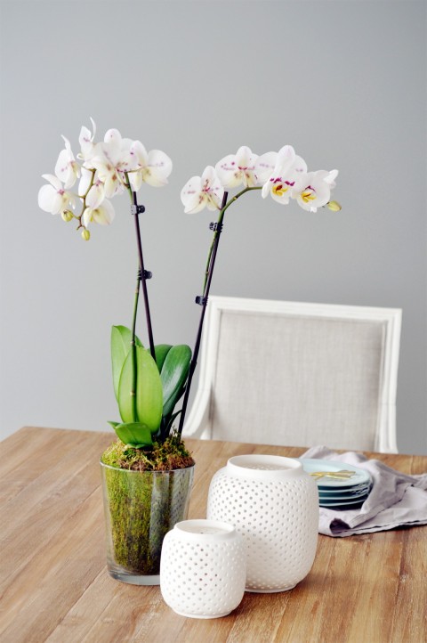 1 - Potted Orchid