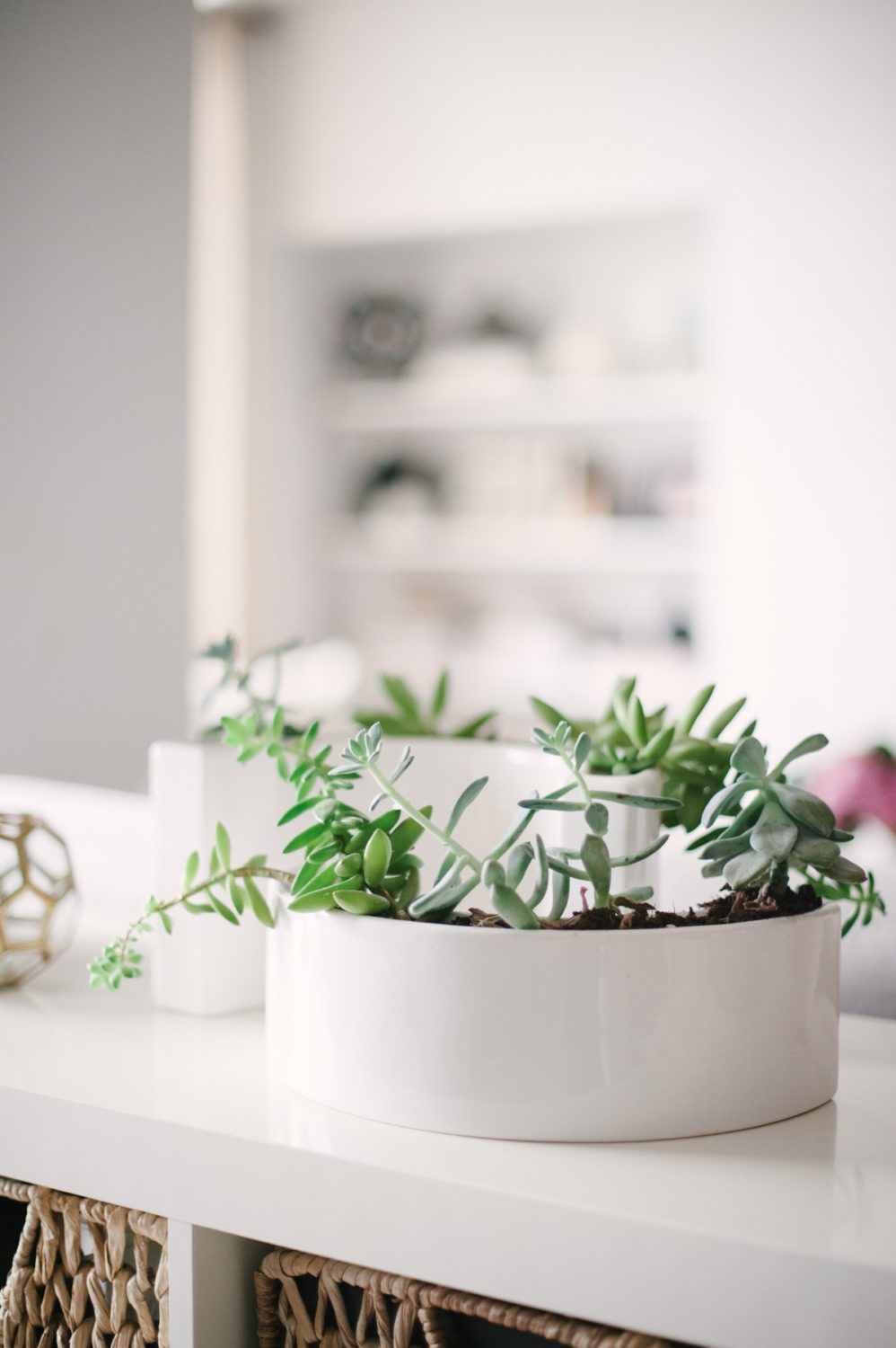 Potted succulents | Lark & Linen Interior Design