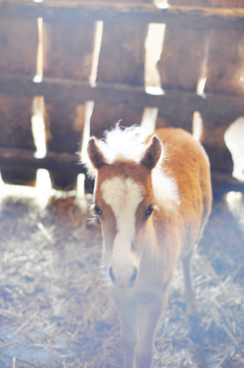 baby-miniature-pony