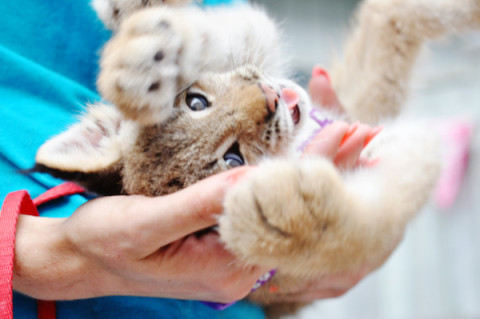 baby-lynx