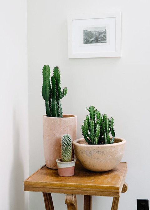 potted cacti