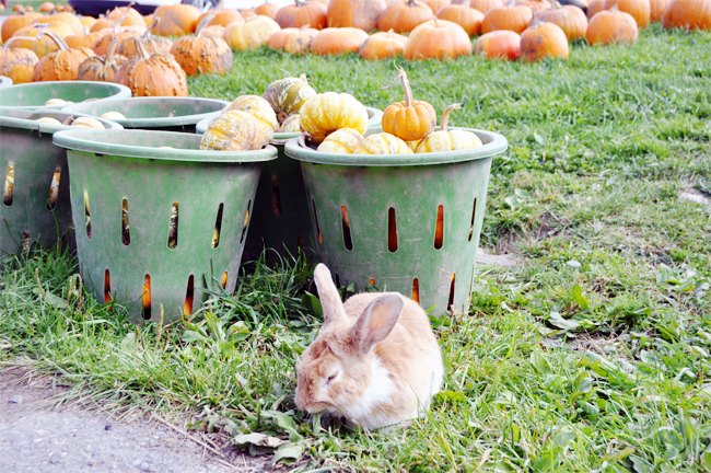 Bunny at the pumpkin patch