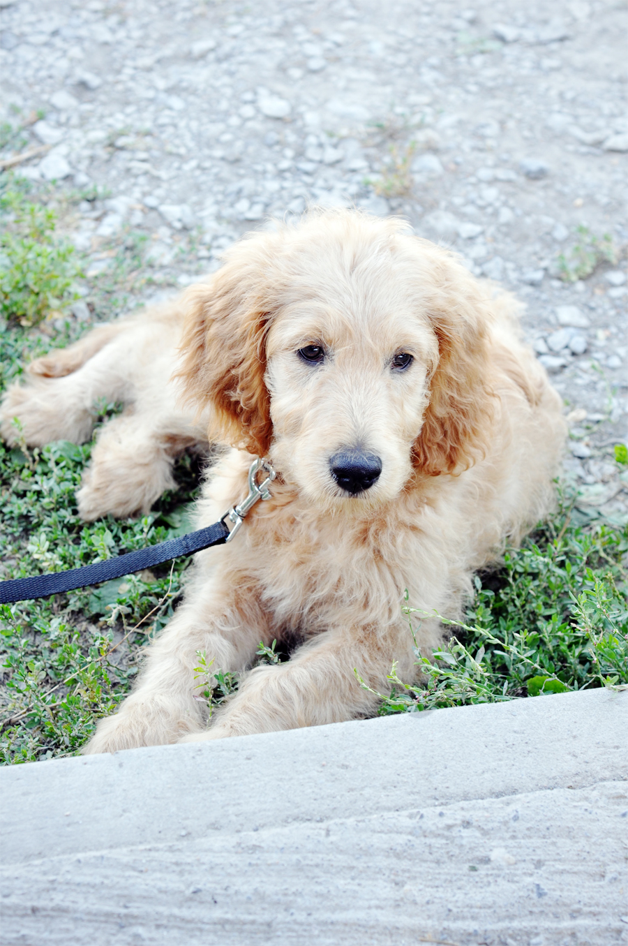 12-week-golden-doodle-puppy