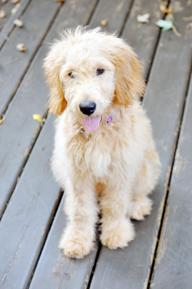 4-month-goldendoodle-puppy