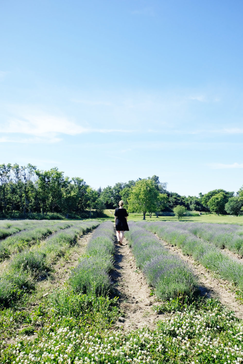 lavender field 2