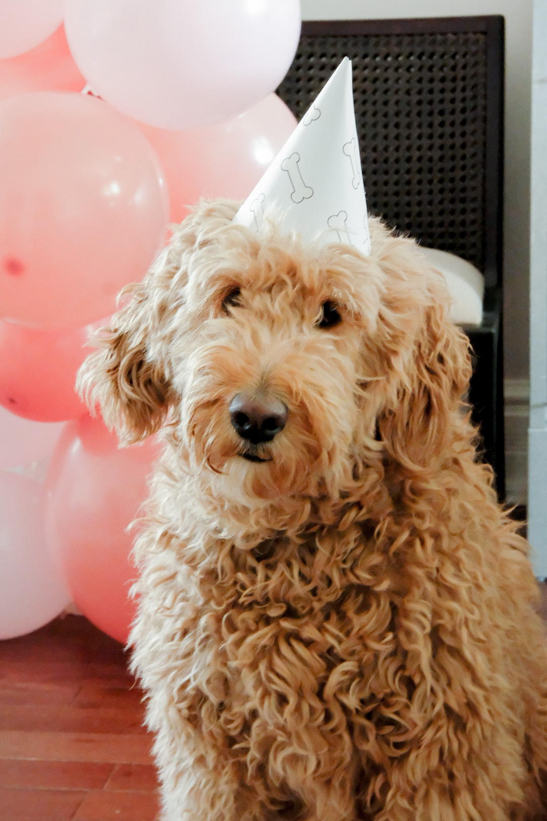 puppy themed party_8