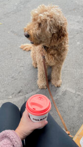 coffee with a goldendoodle